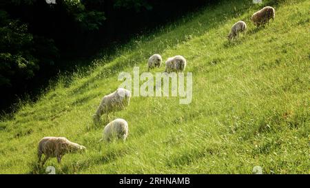 Schafe auf einer Wiese auf grünem Gras, kleine Lämmer auf einer wunderschönen grünen Wiese Stockfoto