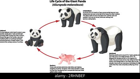 Eine illustrierte Infografik, die den Lebenszyklus von Pandas darstellt Stock Vektor