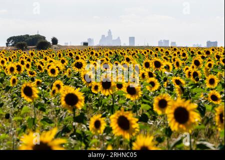 Sunflower Field in Chigwell, in der Nähe von London, Großbritannien Stockfoto