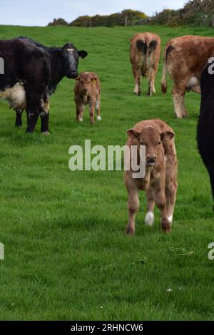 Süße Kuhherde mit Kälberbabys auf einer Wiese in England. Stockfoto