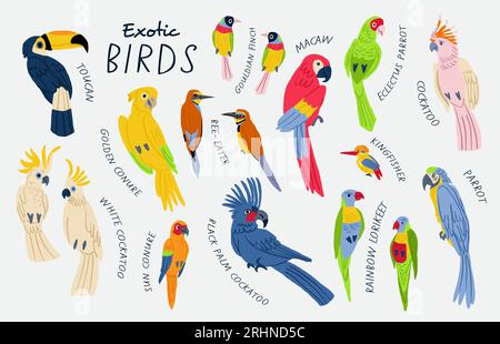 Mega-Sammlung exotischer Vögel mit Titeln. Kakadu, Ara, Papagei, weißer Kakadu, Sonnenzauge, goldkrone, Gouldianischer fink, Tukan, Bienenfresser, Regenbogenlorikeet, Eisvogel. Vogelabbildungen. Vektorillustration Stock Vektor