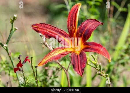 Nahaufnahme einer wunderschönen Herbstroten Blume von Hemerocallis, gebräuchlicher Name, Taglilie Stockfoto