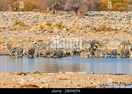 Namibia. Etosha-Nationalpark. Zebras trinken an einem Wasserloch Stockfoto