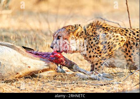 Namibia. Gepard nach einem Mord im Etosha-Nationalpark Stockfoto