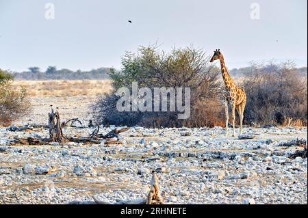 Namibia. Etosha-Nationalpark. Giraffe in freier Wildbahn Stockfoto