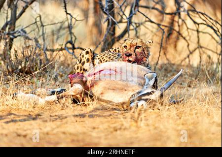 Namibia. Gepard nach einem Mord im Etosha-Nationalpark Stockfoto