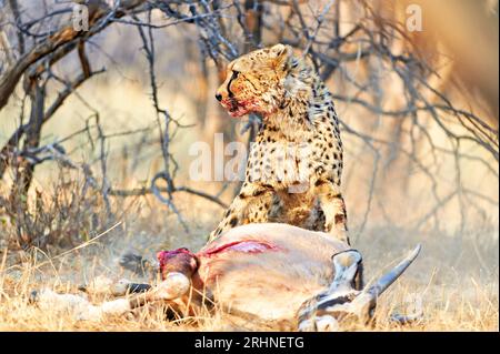 Namibia. Gepard nach einem Mord im Etosha-Nationalpark Stockfoto