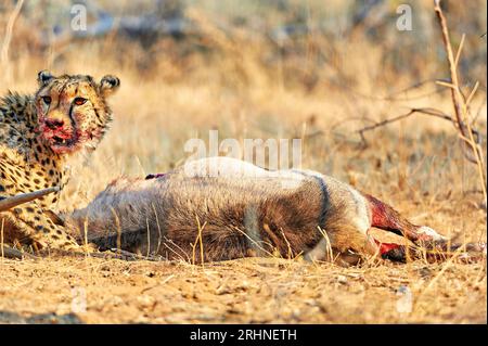 Namibia. Gepard nach einem Mord im Etosha-Nationalpark Stockfoto