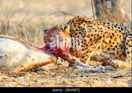 Namibia. Gepard nach einem Mord im Etosha-Nationalpark Stockfoto