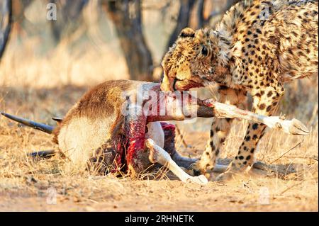 Namibia. Gepard nach einem Mord im Etosha-Nationalpark Stockfoto