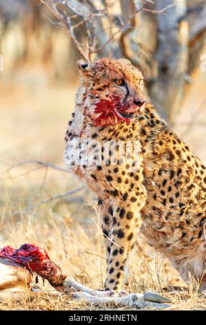 Namibia. Gepard nach einem Mord im Etosha-Nationalpark Stockfoto