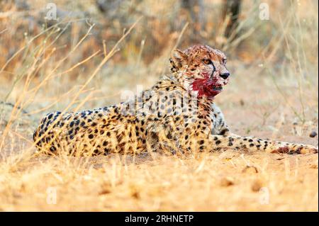 Namibia. Gepard nach einem Mord im Etosha-Nationalpark Stockfoto