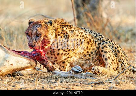 Namibia. Gepard nach einem Mord im Etosha-Nationalpark Stockfoto