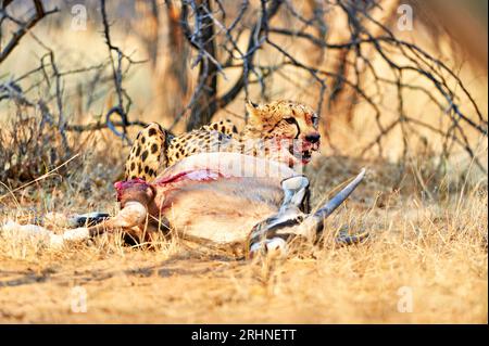 Namibia. Gepard nach einem Mord im Etosha-Nationalpark Stockfoto