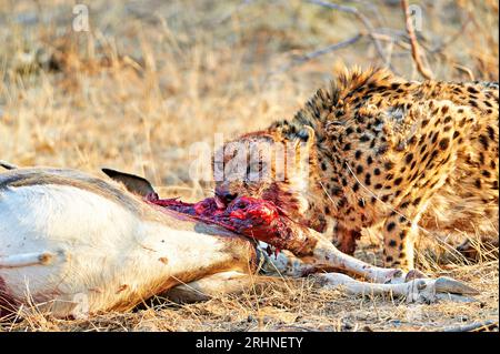 Namibia. Gepard nach einem Mord im Etosha-Nationalpark Stockfoto