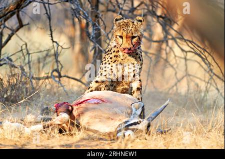 Namibia. Gepard nach einem Mord im Etosha-Nationalpark Stockfoto