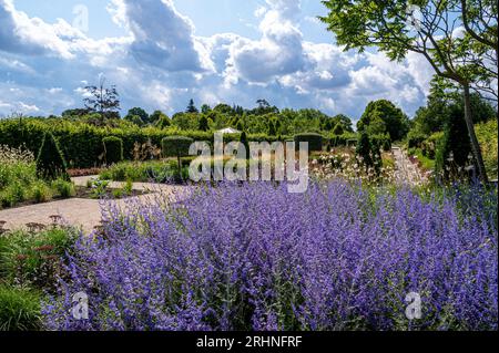 Perovskia Blue Spire im modernen Landgarten, in der RHS Hyde Hall. Stockfoto