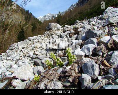 Weiße Schmetterlingsblumen (Petasites hybridus) wachsen aus Felsen und Berggipfel dahinter in den Karawanken, Slowenien Stockfoto