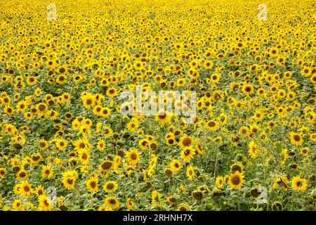 Sonnenblumen in einem Feld Stockfoto