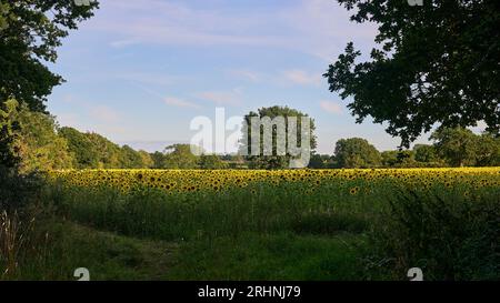 Sunfowers in Sussex Stockfoto