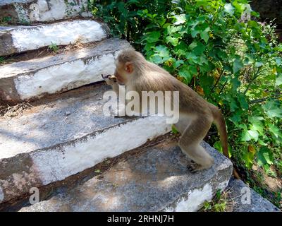 Ein Seitenblick auf einen Haubenmakaken, der Steintreppen in einer ländlichen Umgebung klettert und Chips aus den Händen isst. Es liegt vor einer rustikalen Kulisse aus Grün. Stockfoto