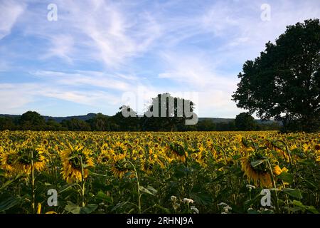 Sunfowers in Sussex Stockfoto