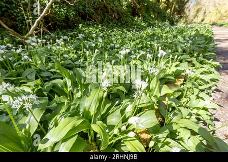 Wild Garlic or Ramsoms with flowers grown in abundance in April beside a walking trail in Dartmoor Devon UK Stock Photo