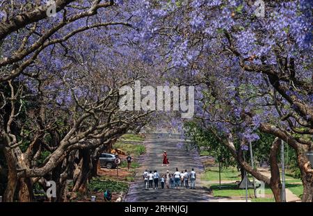 (230818) -- PRETORIA, 18. Aug. 2023 (Xinhua) -- Menschen laufen am 17. Oktober 2020 unter den Jacaranda-Bäumen in Pretoria, Südafrika. Südafrika, das diesen Monat den 15. BRICS-Gipfel abhalten wird, ist das südlichste Land Afrikas. Es ist das einzige Land der Welt mit drei Hauptstädten, mit Pretoria als Verwaltungshauptstadt, Kapstadt als Legislativhauptstadt und Bloemfontein als Justizhauptstadt. Weitere große Städte sind Johannesburg und Durban. Südafrika hat ein angenehmes Klima und berühmte Touristenziele wie Cape of Good Hope, Kruger National Park und der Tafelberg, att Stockfoto