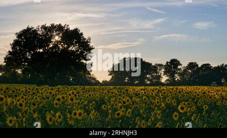 Sunfowers in Sussex Stockfoto