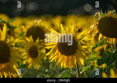 Sunfowers in Sussex Stockfoto