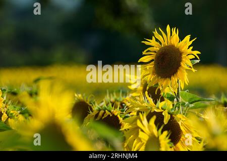 Sunfowers in Sussex Stockfoto