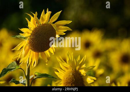 Sunfowers in Sussex Stockfoto