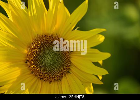 Sunfowers in Sussex Stockfoto