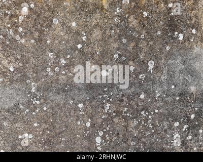 Alte Wand mit Pilz und Moos. Stockfoto