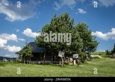 Jaworki, Polen - 19. Juli 2023: Hölzerne Hirtenhütte 'Bacowka u Wojtka', traditionelles Schafmilch- und Käsegeschäft in den Bergen Pieniny. Stockfoto