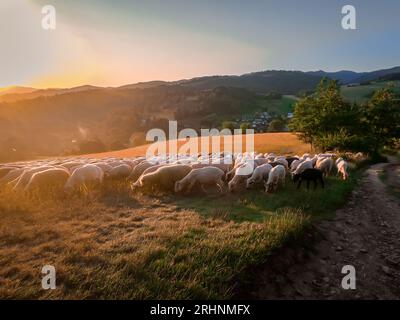 Eine Schafherde auf Weideflächen im Pieninischen Gebirge, Polen. Sonnenuntergang, keine Leute. Stockfoto