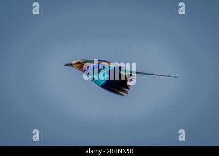 Fliedergeraffte Rollerwalze fliegt am blauen Himmel vorbei Stockfoto