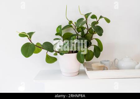 Peperomia (P. magnoliifolia) Topfpflanze, auch bekannt als Radiator Plant und Desert Privet Plant, mit tief faltigen, dunkelgrünen Blättern, in einem rosa p Stockfoto