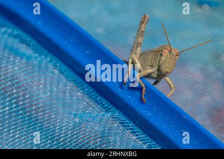 Nahaufnahme der Heuschrecke Anacridium aegyptium auf einem blauen Schwimmbadnetz Stockfoto