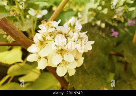 Brombeerblüten blühen im Sommer. Dornstrauch. Saftig grüne Blätter. Weichzeichner Stockfoto