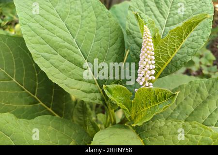 Pokeweed mit Blumen (Phytolacca acinosa). Hochauflösendes Foto. Selektiver Fokus. Geringe Schärfentiefe. Stockfoto