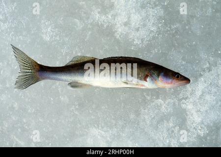 Junge Zander, die beim Eisfischen gefangen werden. Foto auf der Oberfläche des Eises Stockfoto