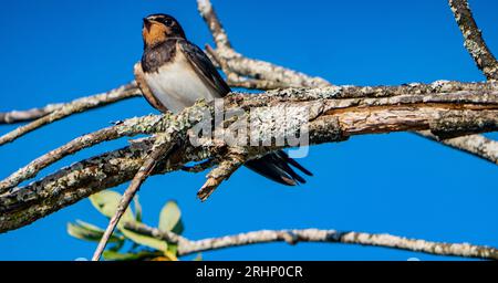 Eine Brut der Gemeinen Schwalbe (Hirundo rustica) hat das Nest verlassen und lebt im Sumpf (Weidenstrauch). Küken im Alter von 28 Tagen und Eltern zahlen weiterhin Stockfoto