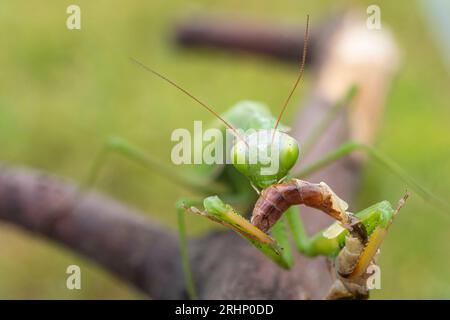 Grüne Mantis frisst eine Heuschrecke. Makrofoto, selektiver Fokus. Stockfoto
