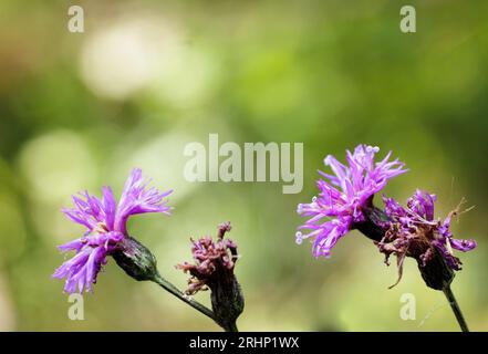 Riesen-Eisenkraut (Vernonia gigantea) - Hall County, Georgia. Zwei symmetrische Eisenkraut blüht im Sommernachmittagslicht. Stockfoto