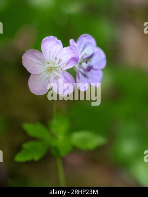 Wildgeranie (Gernamium maculatum) - Hall County, Georgia. Das Mittagslicht erleuchtet die Blüte einer wilden Geranie auf dem Waldboden. Stockfoto