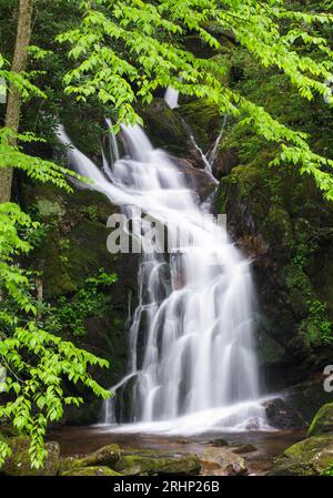 Mouse Creek Falls, Great Smoky Mountains National Park - Haywood County, North Carolina. Die hellen Blätter einer gelben Birke umrahmen Mouse Creek Fa Stockfoto