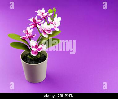 Rosafarbene Orchidee im Blumentopf auf violettem Hintergrund. Orchideenblumenbanner mit Kopierraum, minimalistisches Konzept. Tropische Purpurorchidee künstlich Stockfoto