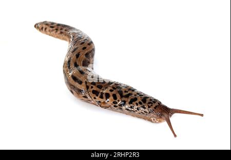 LiMax maximus vor weißem Hintergrund Stockfoto