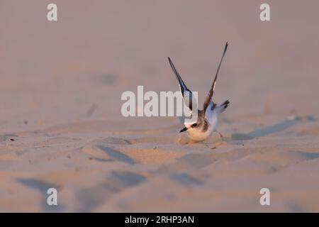 Vogel am Strand, junger kentish-Taucher. Stockfoto